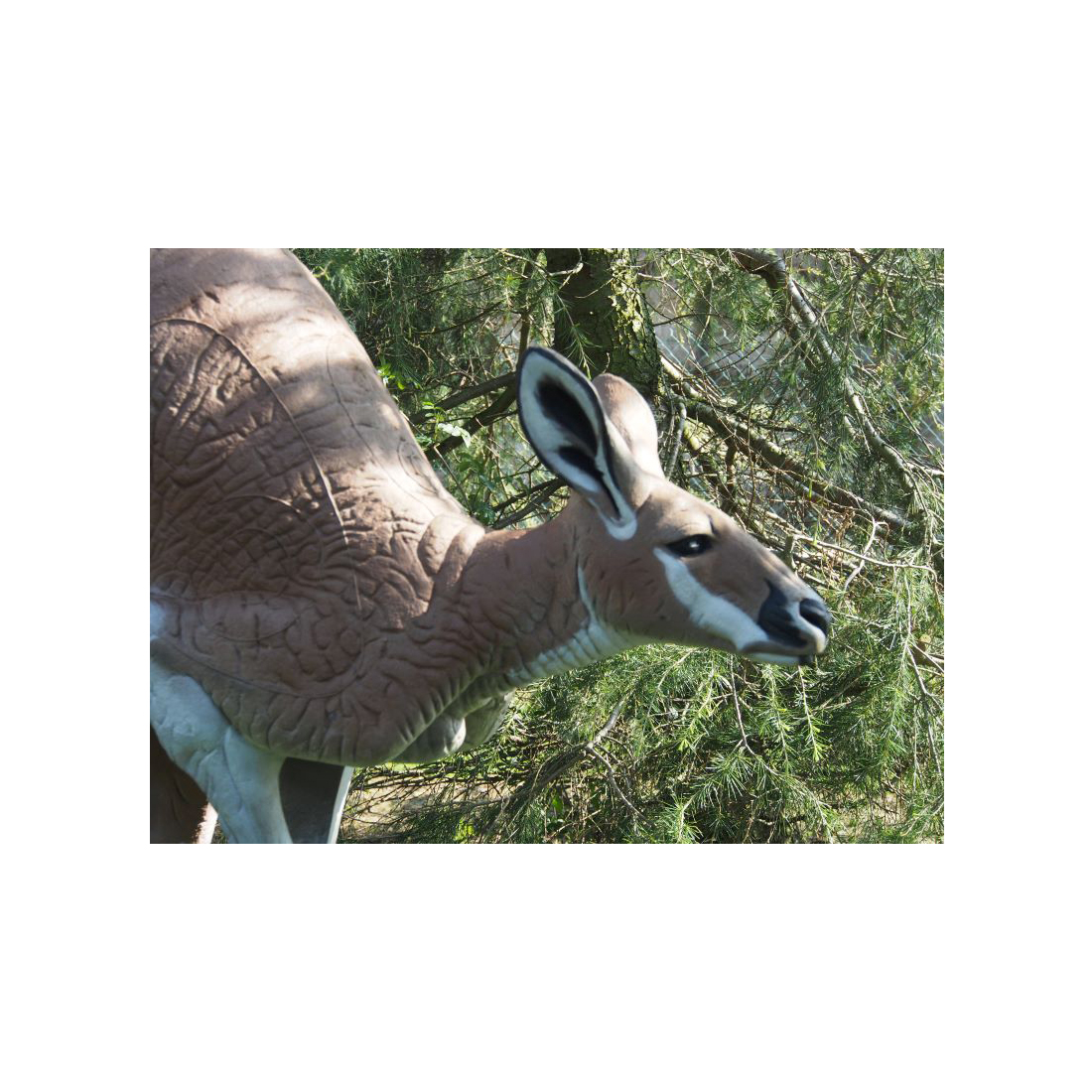 Dier, Antilope, Zoogdier, Wilde dieren