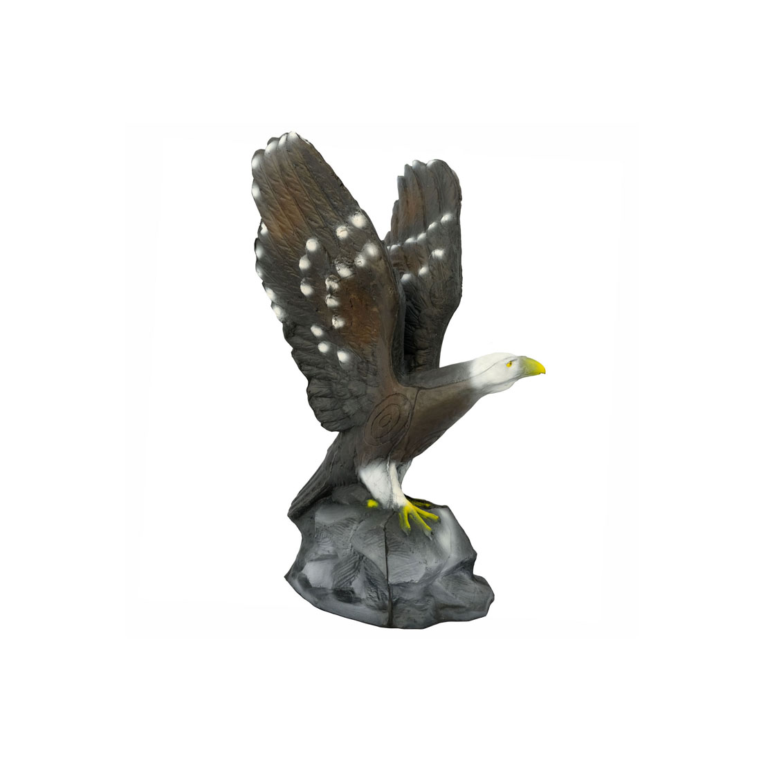 Dier, Vogel, Vliegende vogel, Accipiter